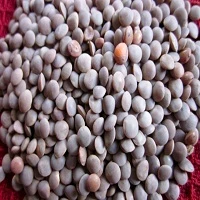 Masoor Sabat Desi 500gm